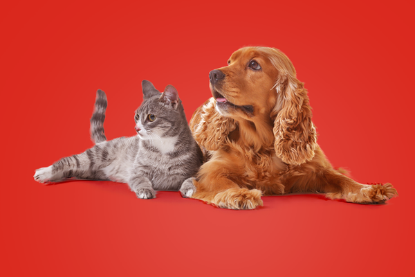 Hayvanlarda Bakım Ve Beslenme Eğitimi